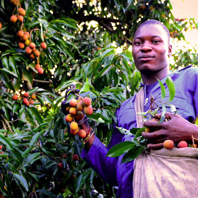 litchi - producteur fruits exotiques halls